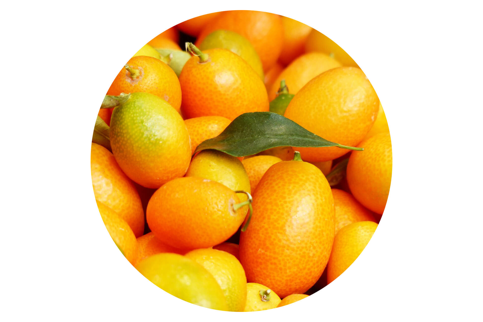 kumquat-1.jpg