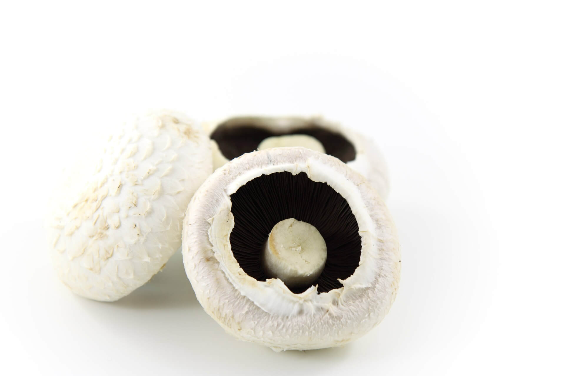 mushroom-2018_1920-1.jpg